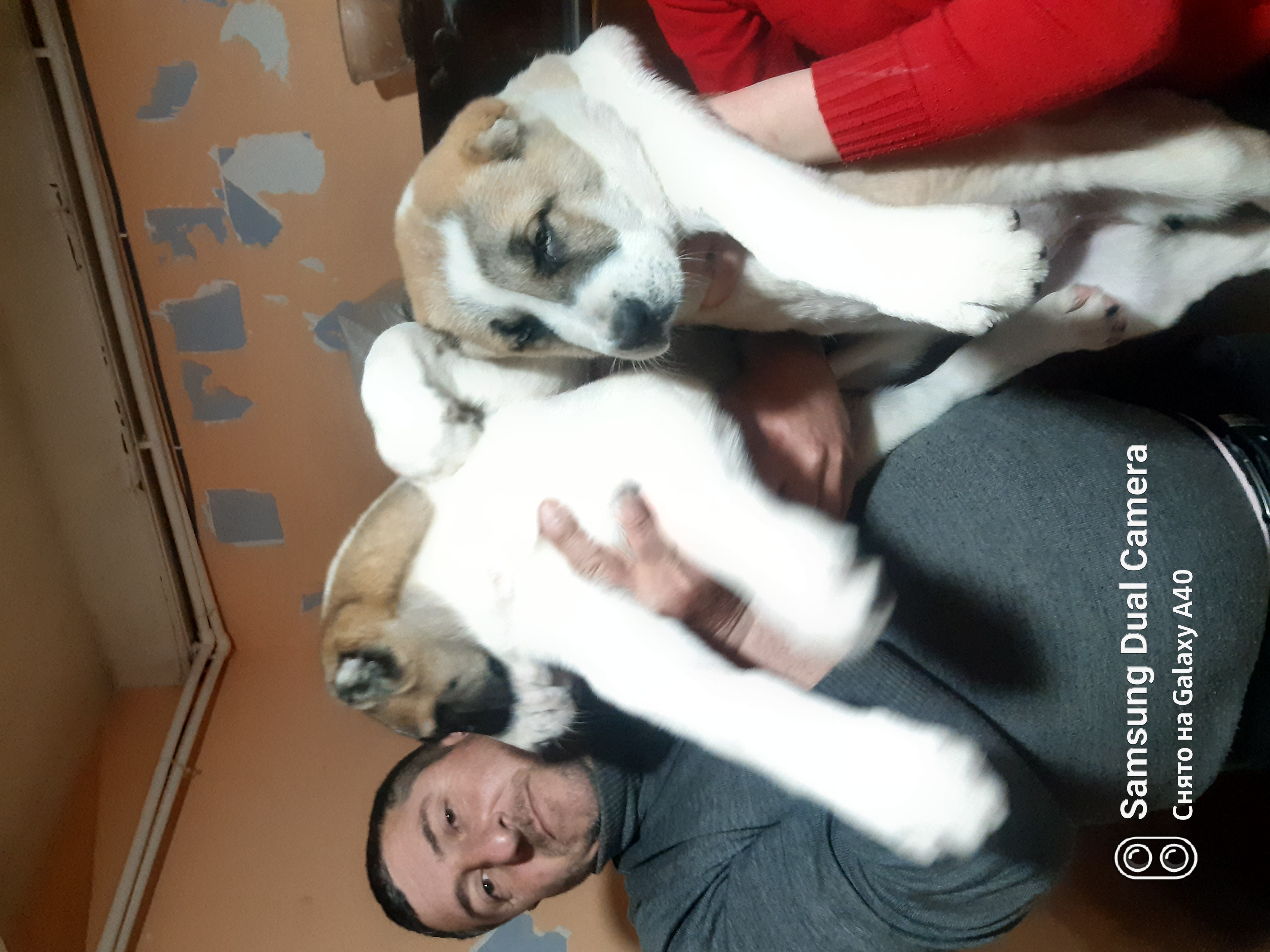 კავკასიური ნაგაზი