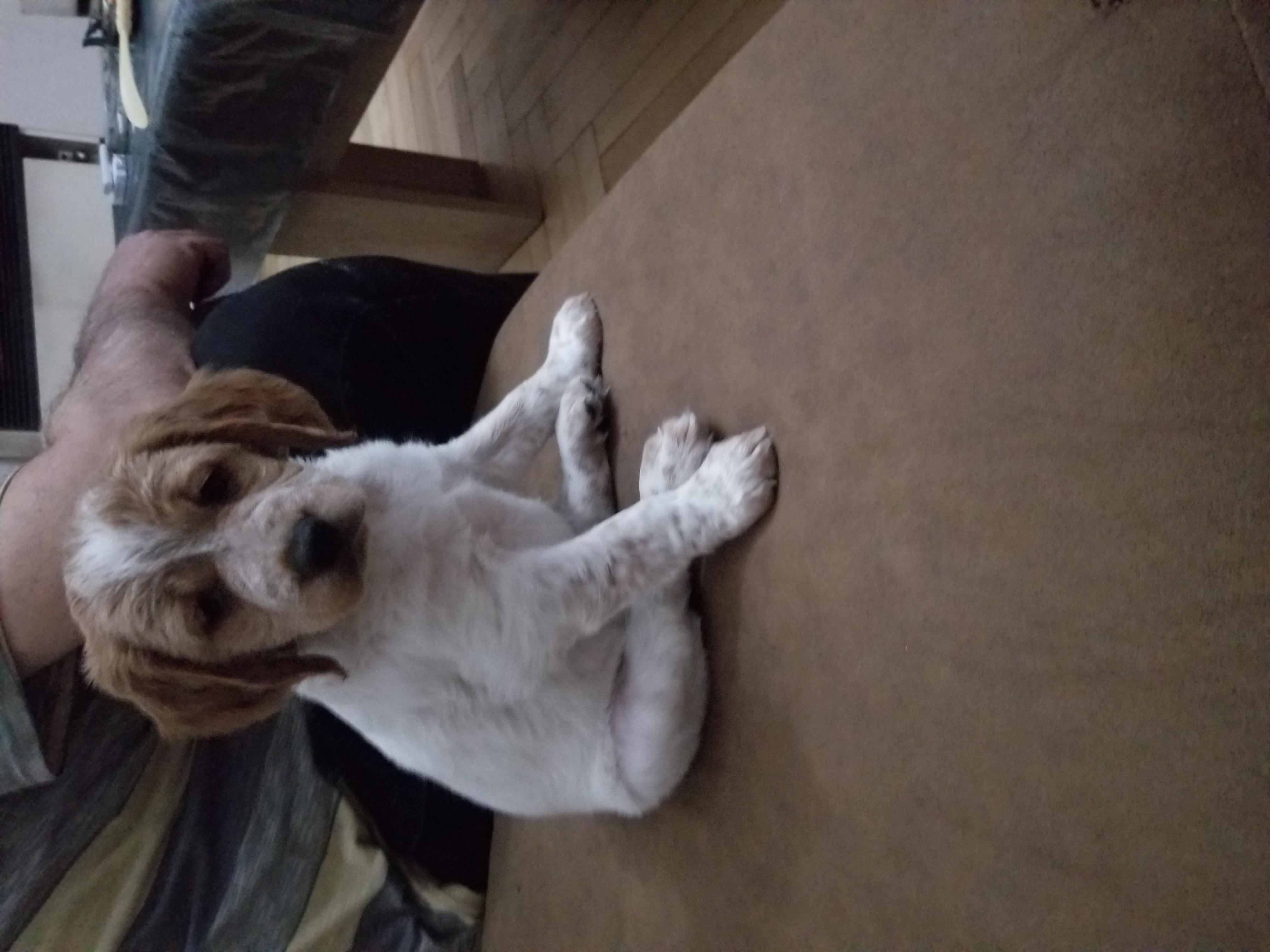 ბრეტანი