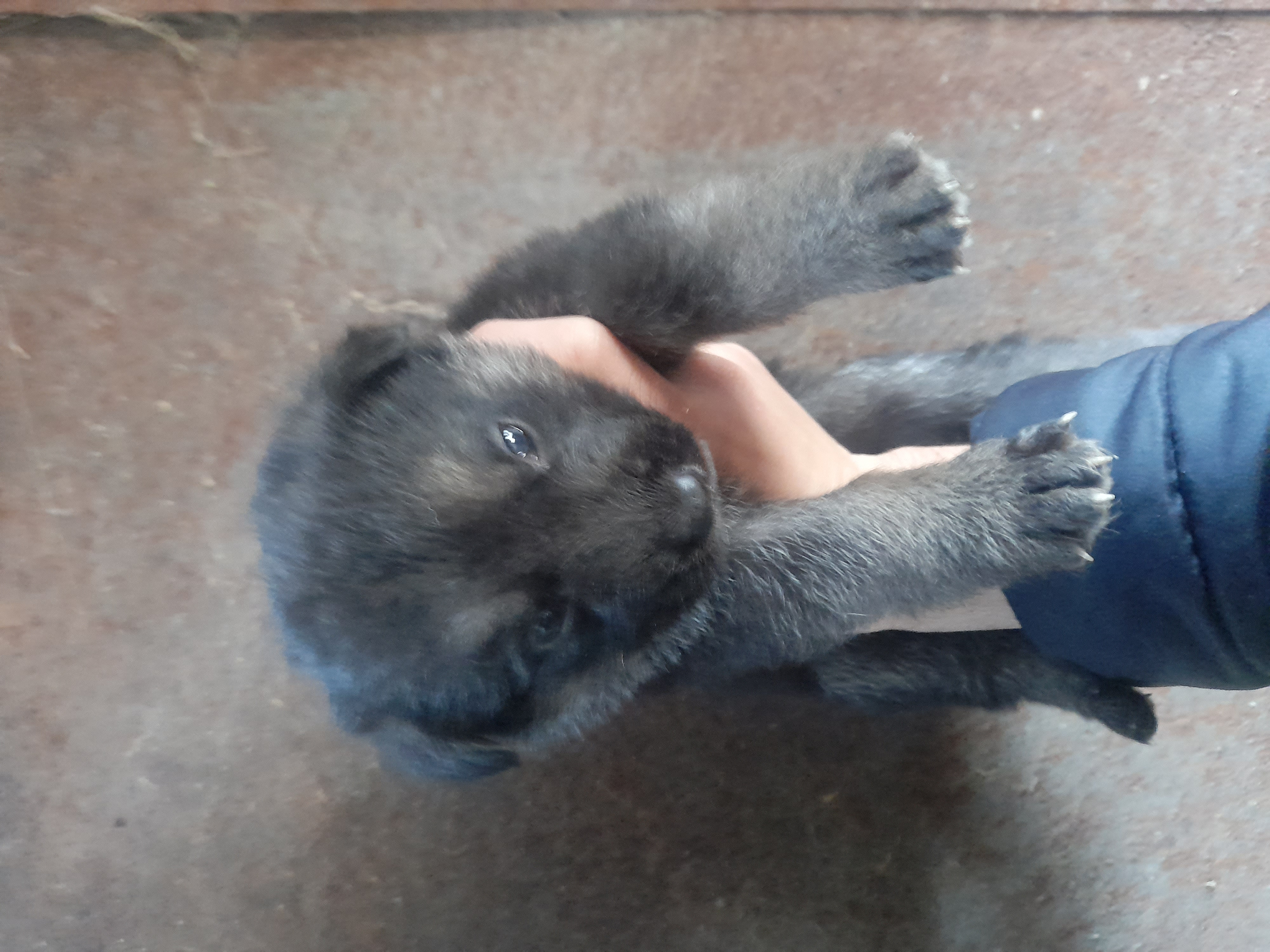 გერმანული ნაგაზი