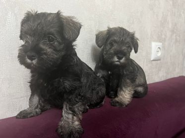 შნაუცერი