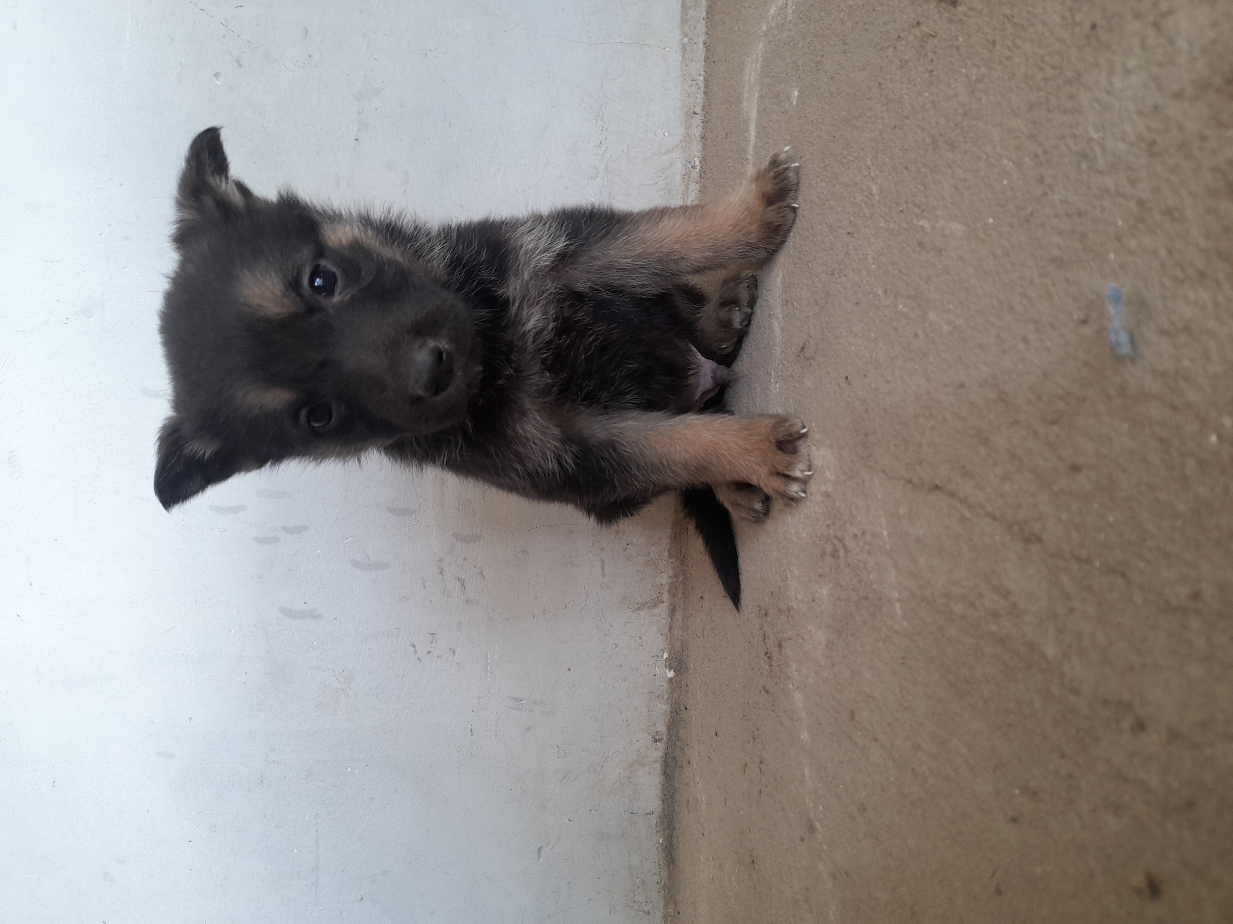 გერმანული ნაგაზი