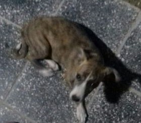 დაიკარგა მეტისი ❤️